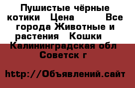 Пушистые чёрные котики › Цена ­ 100 - Все города Животные и растения » Кошки   . Калининградская обл.,Советск г.